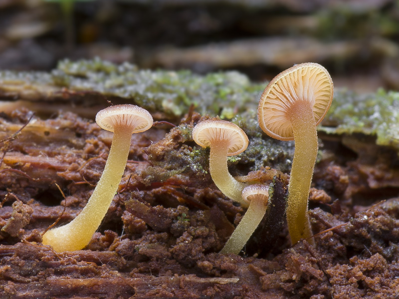 Xeromphalina campanella